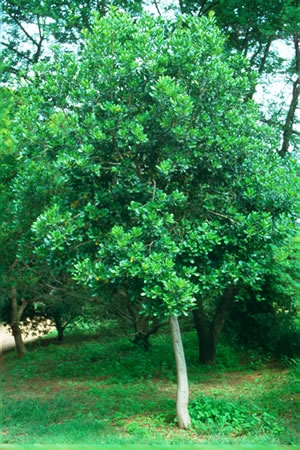 Pittosporum Viridiflorum - indigenous plant nursery